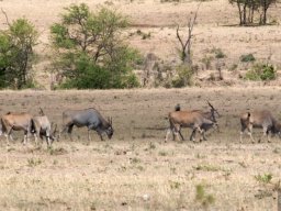Bologonja_Seronera2009-47